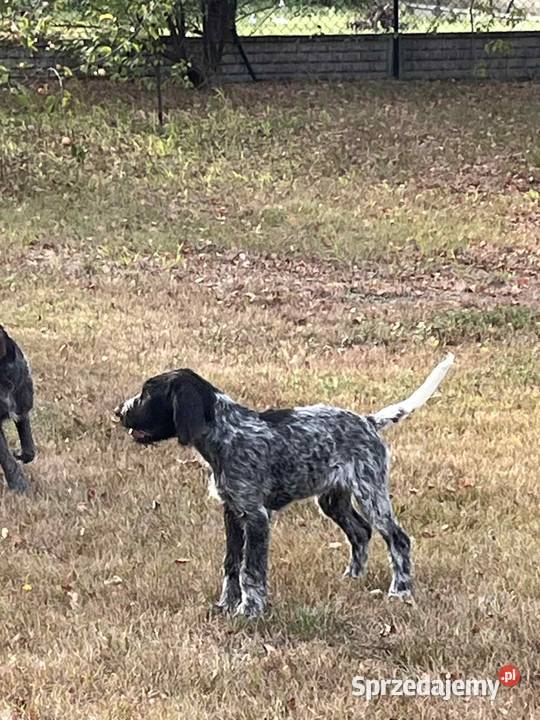 Wyżeł Czeski Fousek rodowód FCI pies myśliwski Sochaczew sprzedam