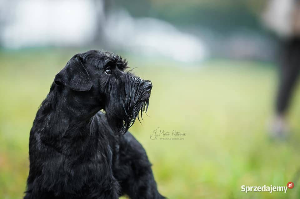 SZNAUCERY MINIATUROWE czarne maluszki z metryką