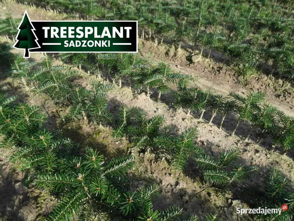 Jodła Kaukaska 1220 sadzonki na plantacje świerk Rolnictwo Poznań