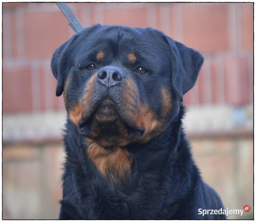 Rottweiler samiec ZKwPFCI Smyków sprzedam