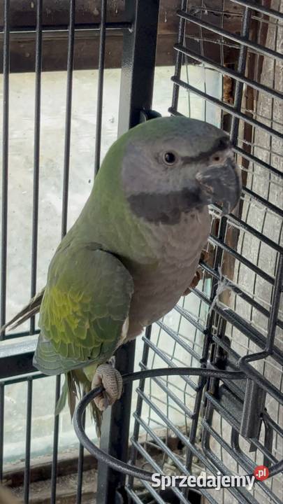 Alexandretta chińska z klatką Strzegom