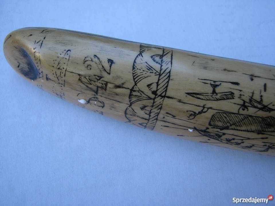 RÓG KIEŁ MORSA TROFEUM RZEŹBIONY Kraków