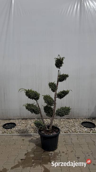 Jałowiec Blue Alps Bonsai 100120 Kobyla Góra