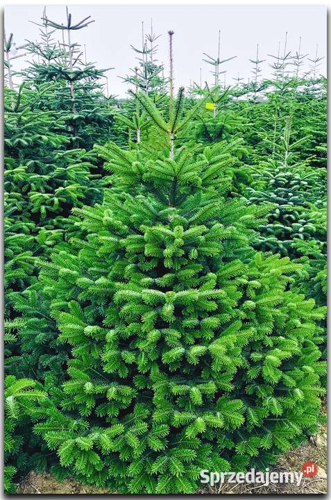 Choinki Jodła kaukaska cięte i donica 80300 Osieczna