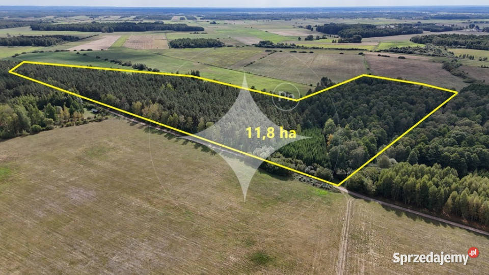 50letni Las Brzoza Sosna Gmina Rajgród Pieńczykowo