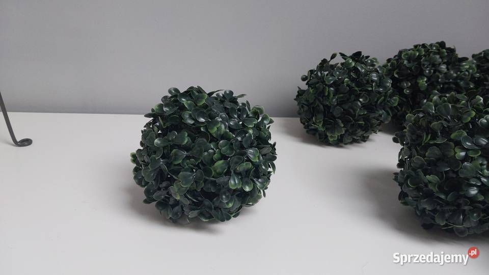 Kule bukszpanu śląskie