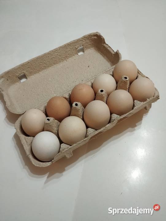 Jaja jajka wiejskie Wapienne