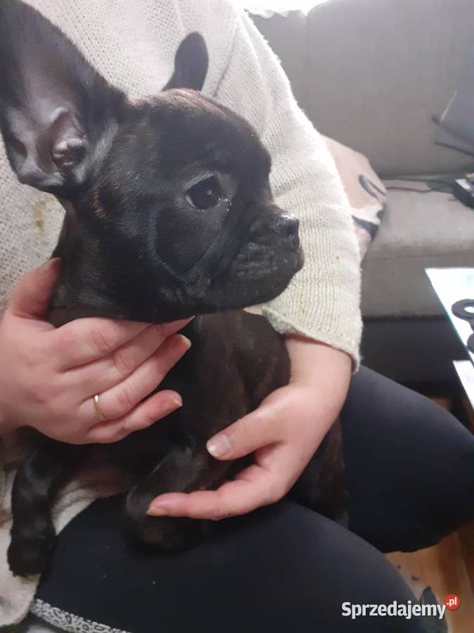 BULDOG FRANCUSKI