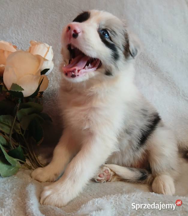 Border collie blue merle Toruń