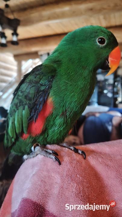 Sprzedam samca lory wielkiej Kraków