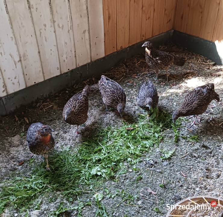 Tragopan satyr śląskie Bielsko-Biała sprzedam