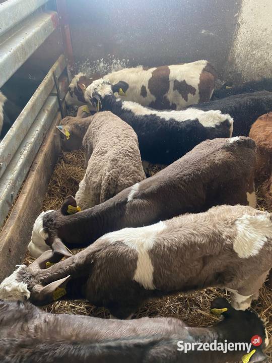 Sprzedam byczki Lipno