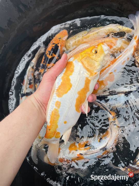 Karpie Koi Ryby Mościejewo