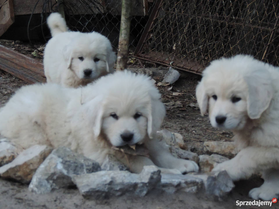 Owczarek podhalański owczarki podhalańskie świętokrzyskie Chęciny sprzedam
