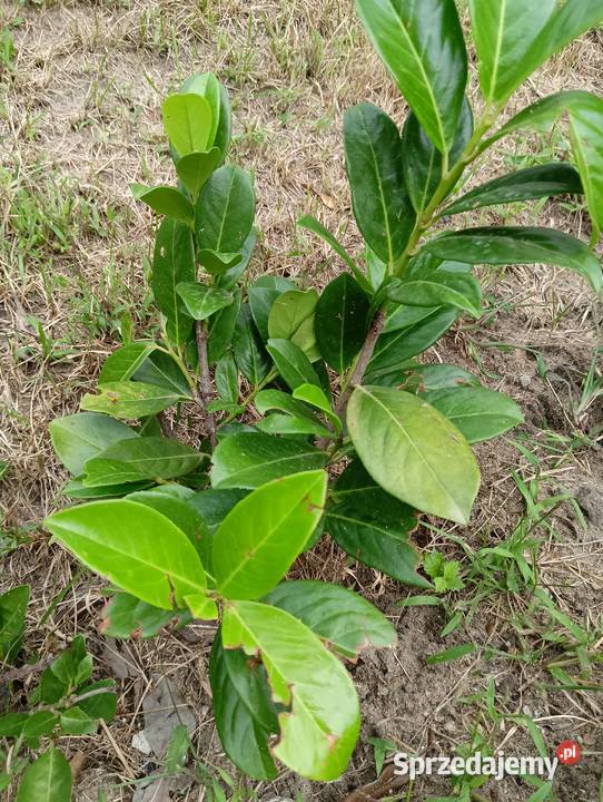 Sadzonki laurowiśni Jaworzno