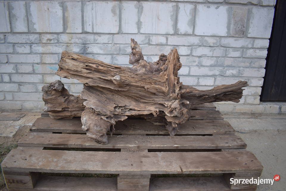 Korzeń ozdobny do ogrodu Połaniec sprzedam