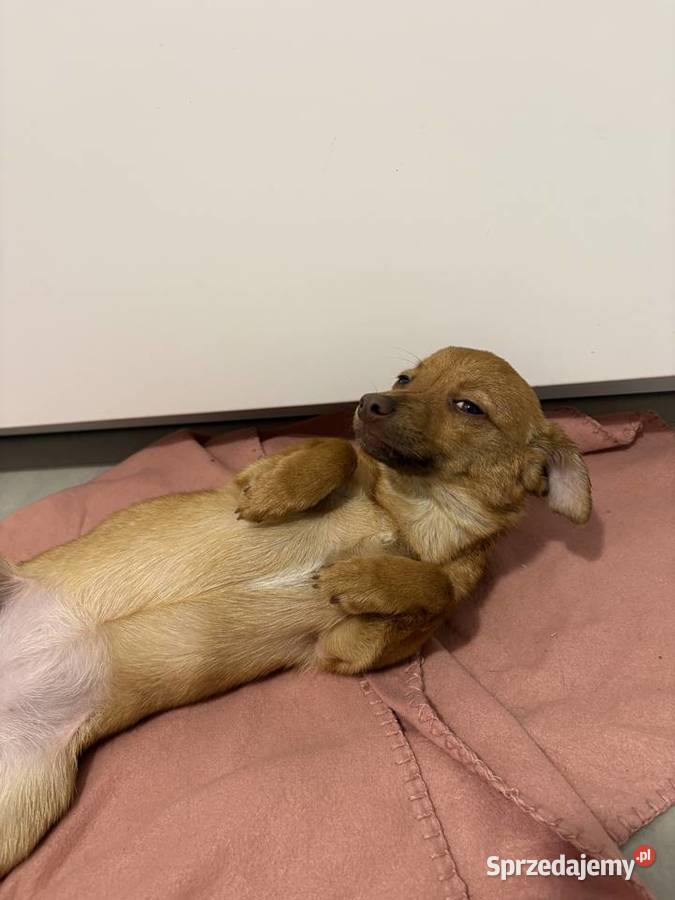 Szczeniaczek do oddania Poznań sprzedam