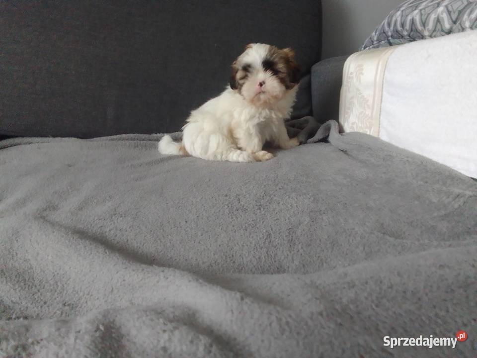 Shih tzu szczeniaki Shih Tzu Białystok