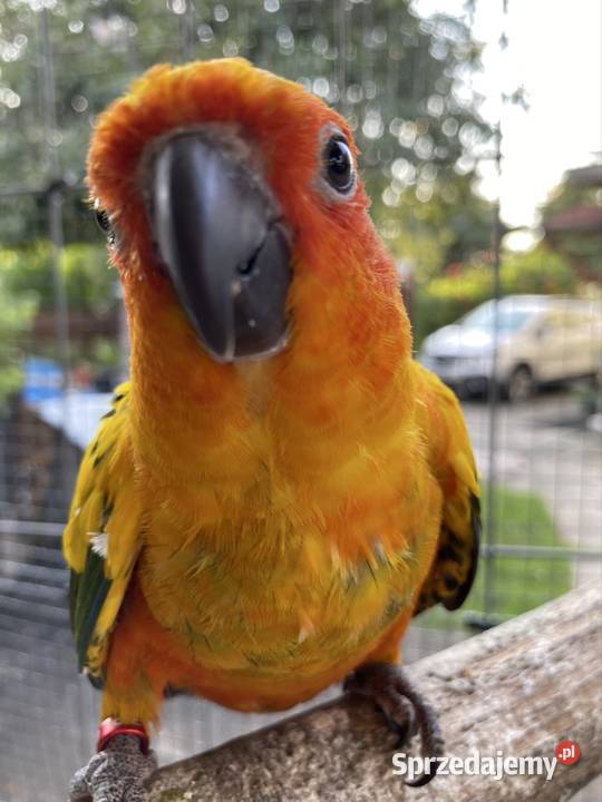 Sprzedam konury słoneczne Damasławek