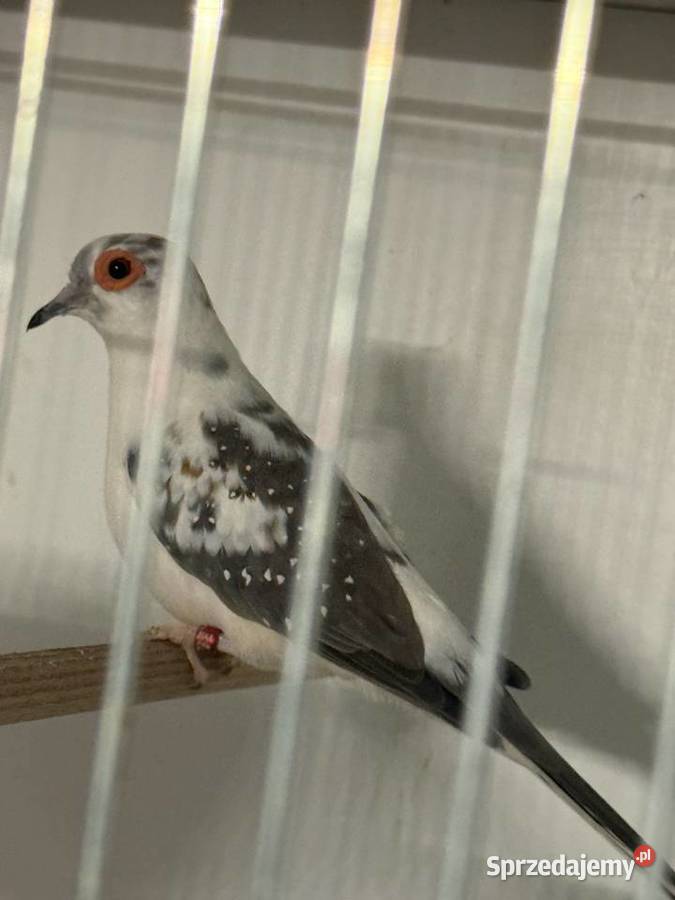 Gołąbki diamentowe Chełst