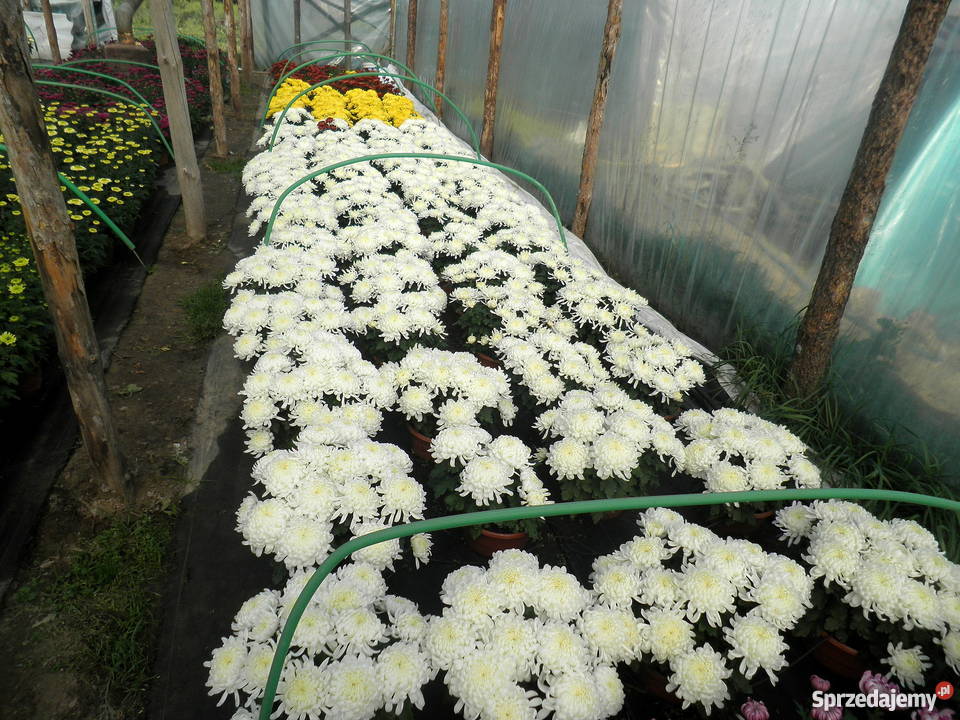 Sprzedam CHRYZANTEMY Rośliny Gierlachów