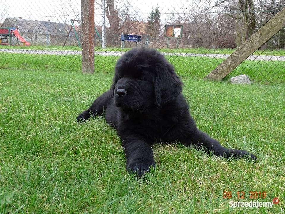 Nowofundland GOTOWE DO ODBIORU