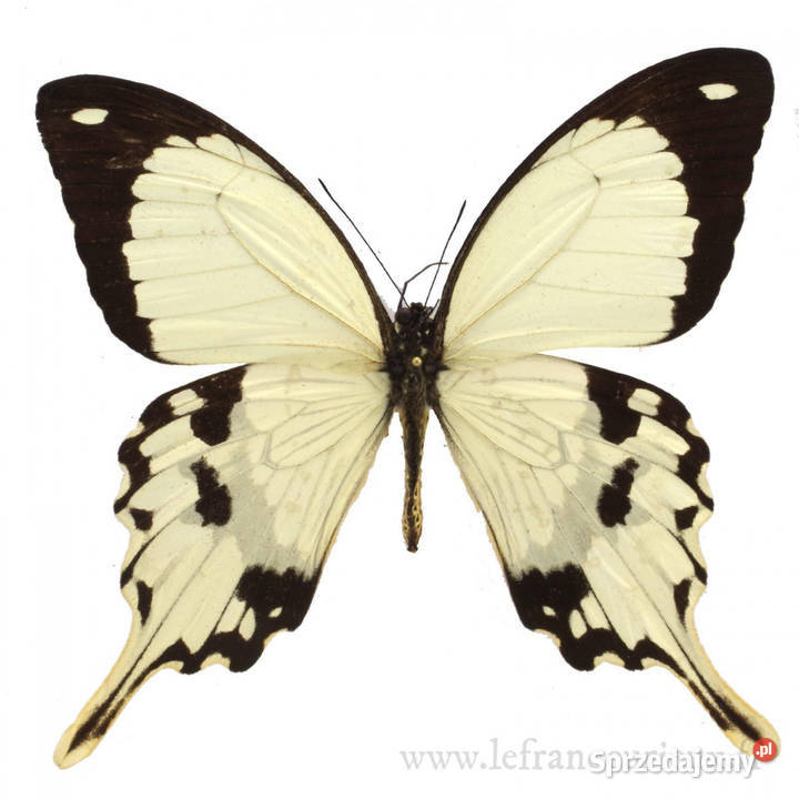 5 żywych poczwarek Papilio Dardanus WYSYŁKA