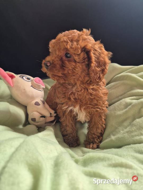pudel toy Szczecin sprzedam