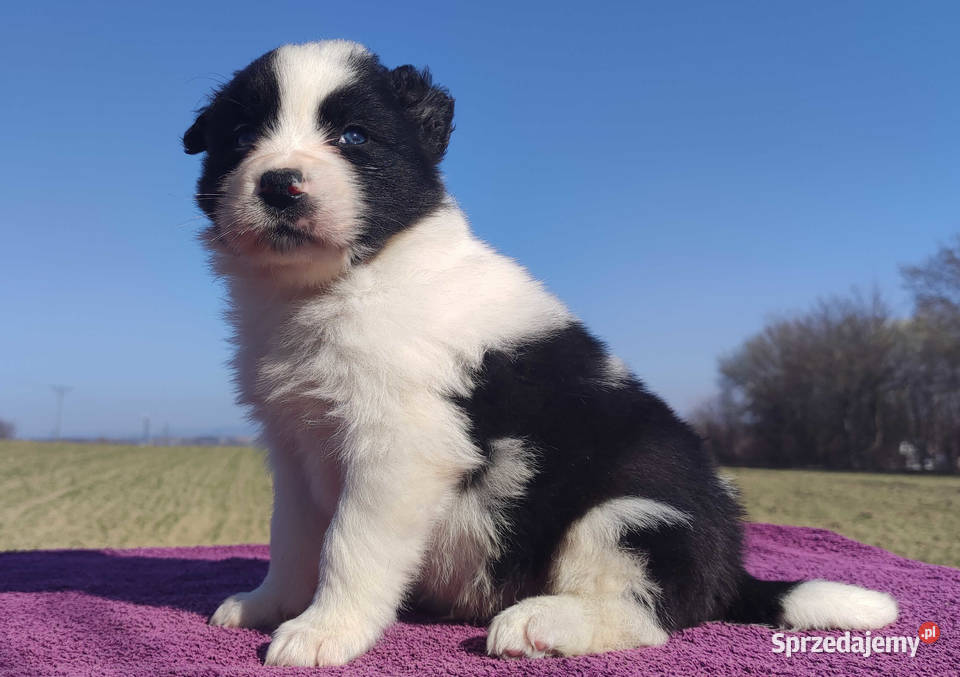 Rasowy Pies Border Collie TONY z pełną dok z podkarpackie Iwonicz