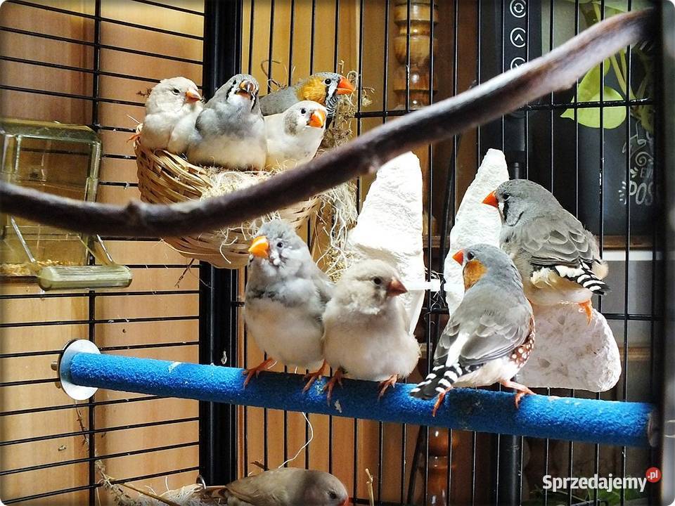 Ptaszki Żeberki samce i samiczki 2526 Lubsko sprzedam