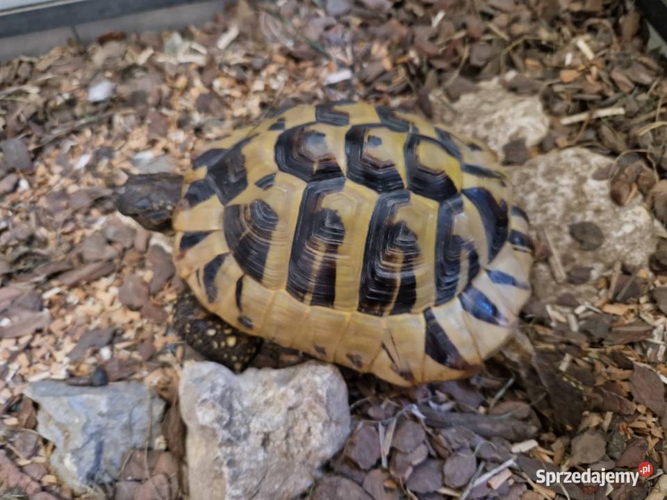 Żółw terrarium grecki testudo hermanni Rydułtowy