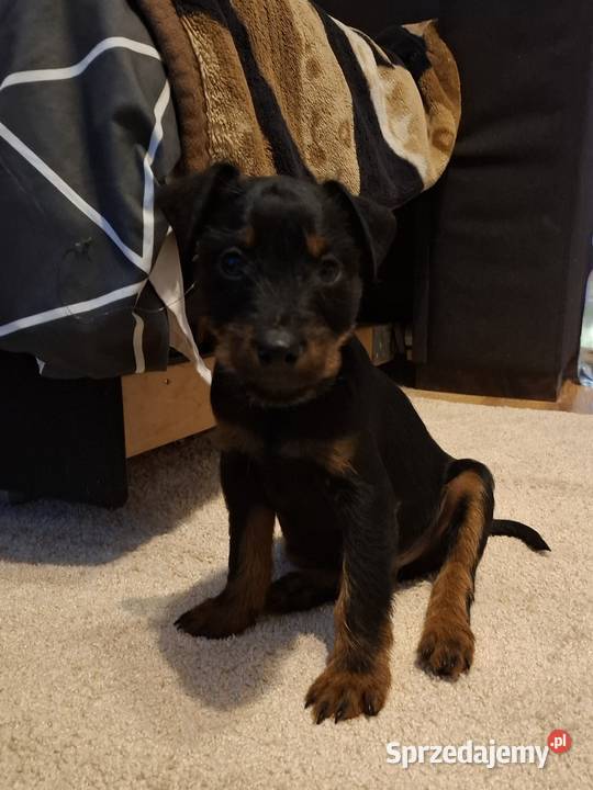 Terier Niemiecki Piesek Pozostałe lubelskie Kosin