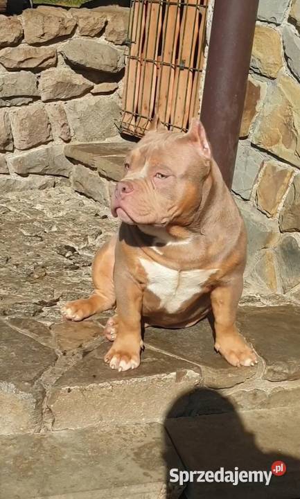 American Bully Pocket Pies Zwierzęta