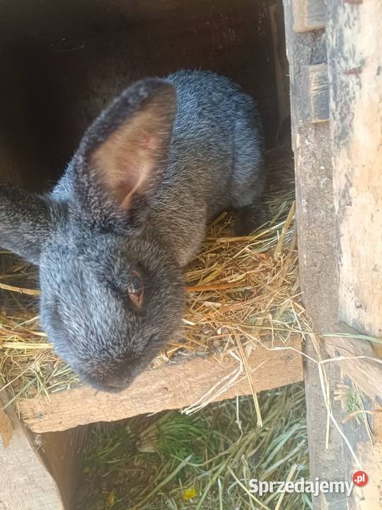 królik silver fox Lublin