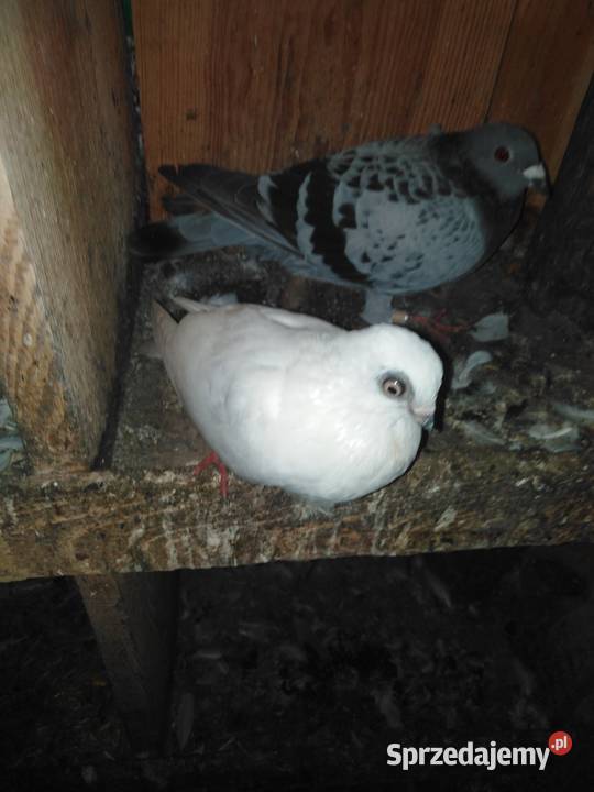 Gołębie motylki i winerki Ptaki świętokrzyskie Mniów