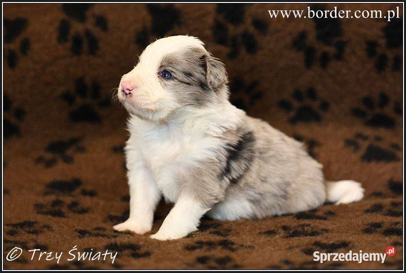 psy szczeniaki Border Collie ZKwP FCI Poznań sprzedam