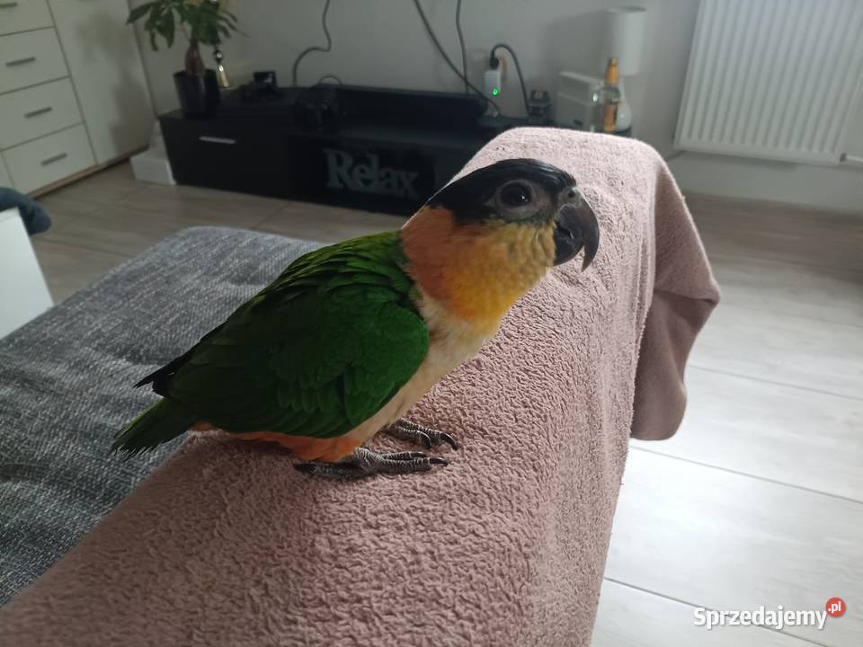 Barwinka ręcznie karmiona Lubliniec