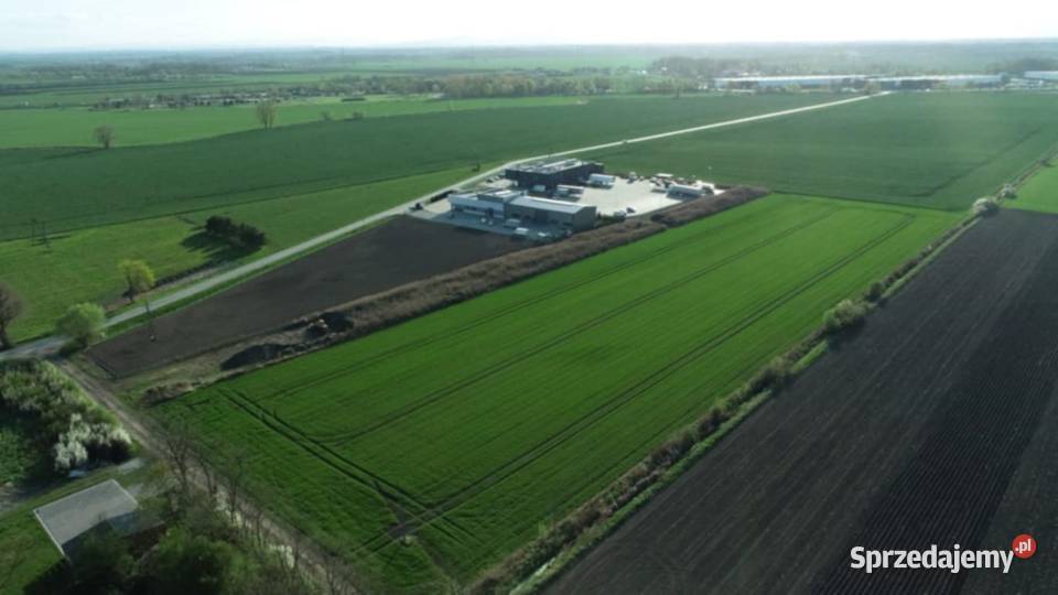 Działka 6000 m2 Milejowice Krajków Żórawina obok inwestycyjna dolnośląskie sprzedam