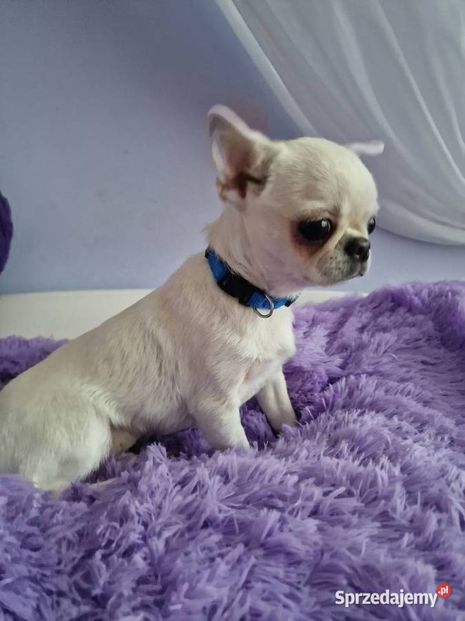 Chihuahua przepiękny biały chłopiec