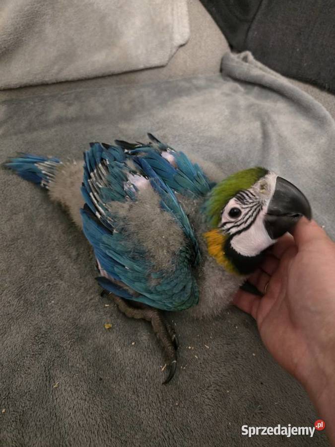 Ara ararauna Gryfino