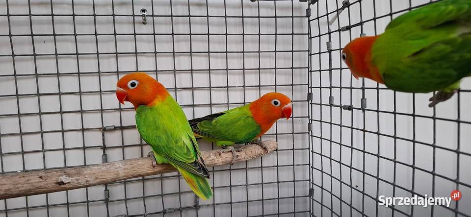 Nierozłączki Zakliczyn