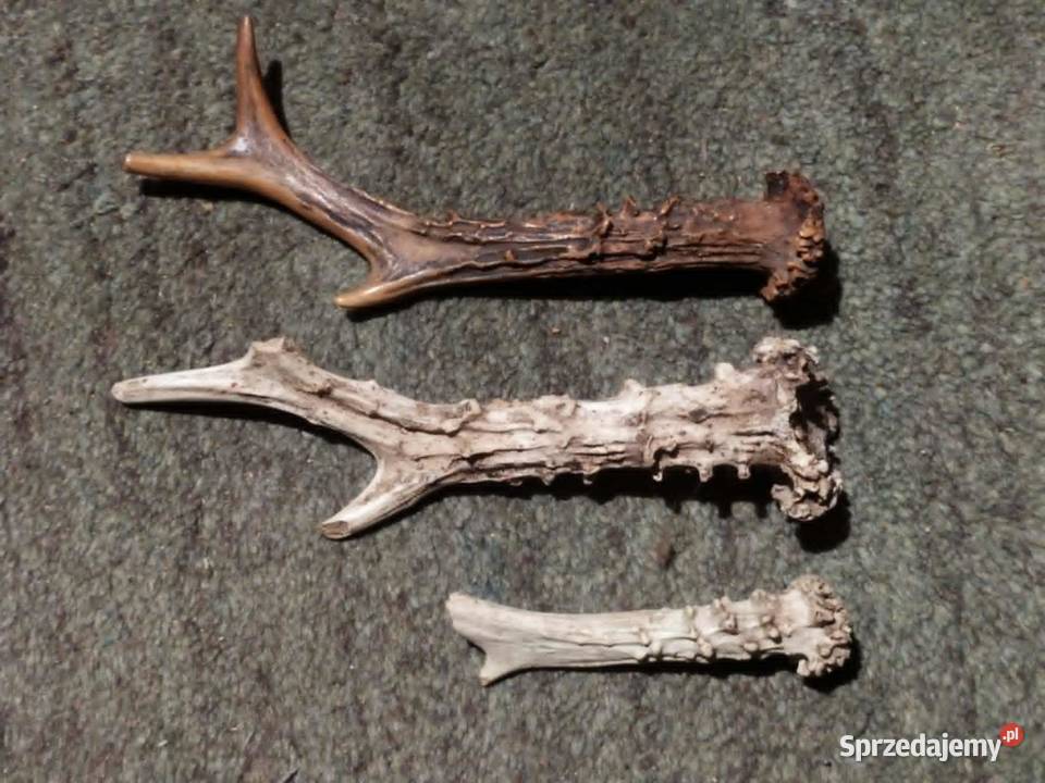 Naturalne poroże parostki róg rogi kozła sarny Pszczółki