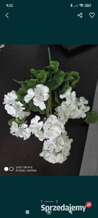 Pelargonie sztuczne żywe Ropczyce