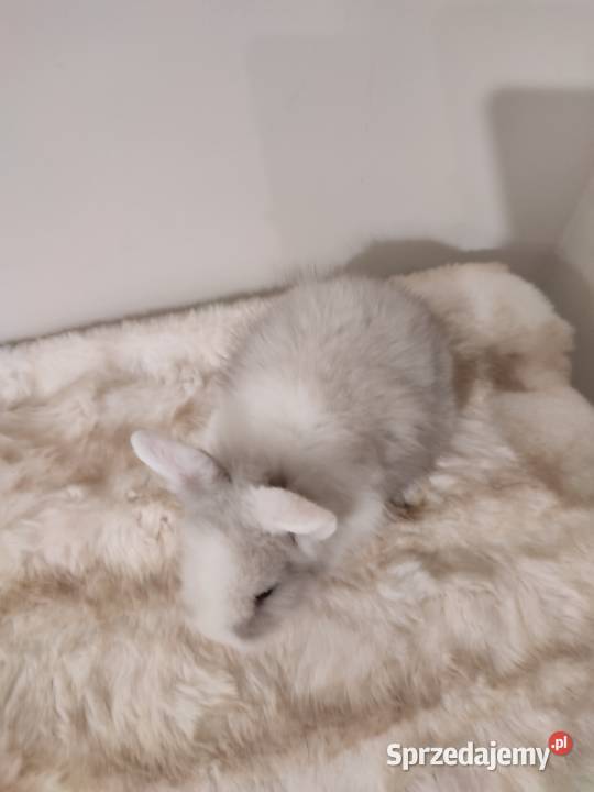 Królik miniaturka Dąbrowa Górnicza