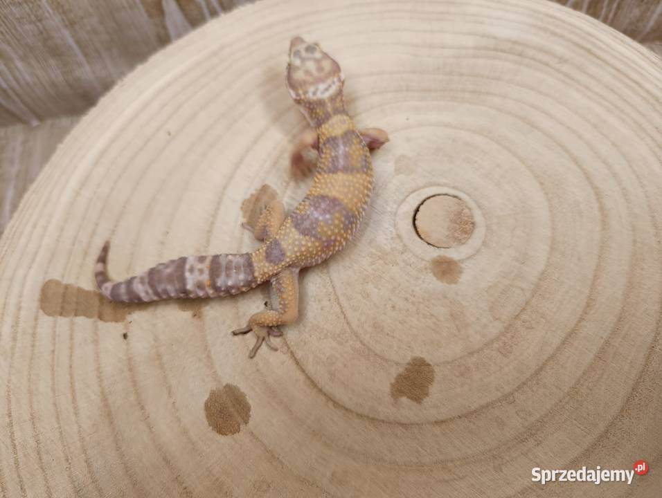 Gekon Lamparci samiczki Jawor sprzedam