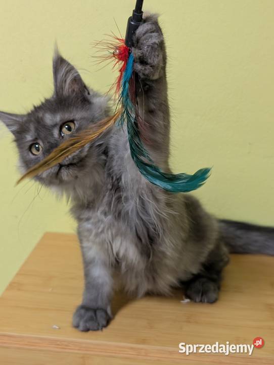 Euforia czarna dymna kotka Maine Coon Tica Maine Coon Pszczyna