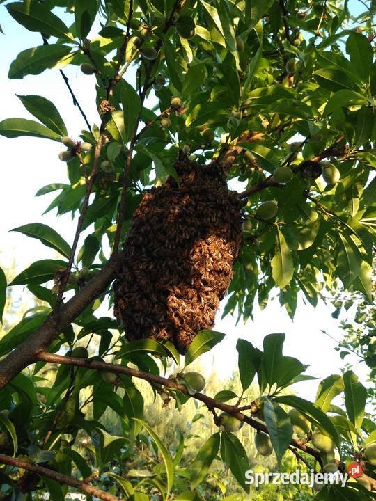 Pszczoły ule odkłady pszczele 2024 Bursztynowa Pozostałe
