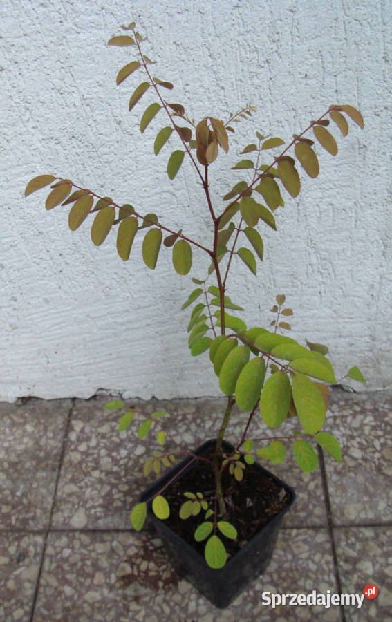 ROBINIA AKACJOWA Akacja sadzonki w doniczkach kujawsko-pomorskie Ustronie