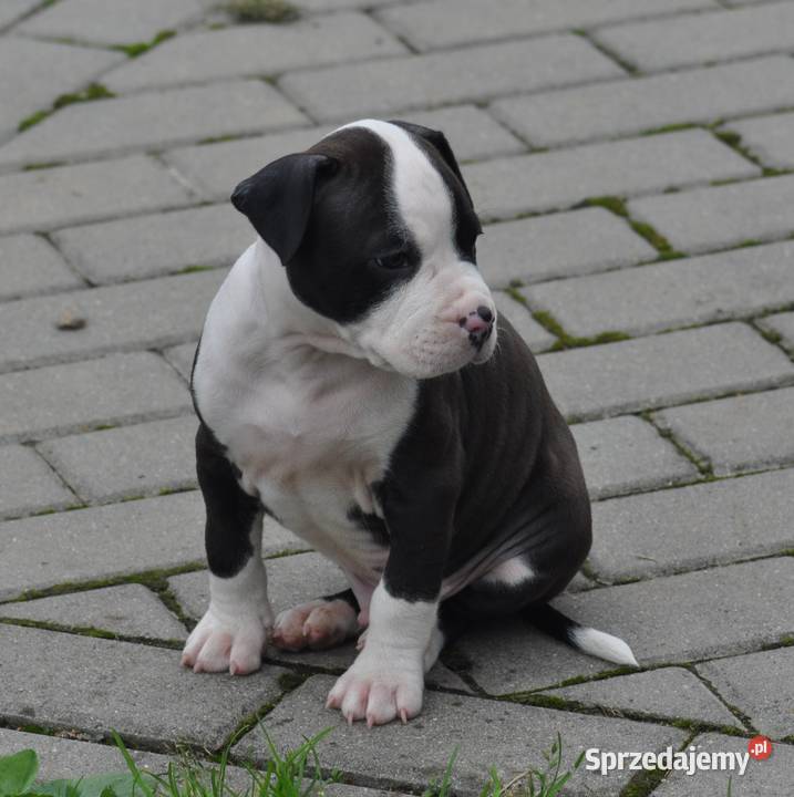 Amstaff zkwp przepiękny piesek Koziegłowy