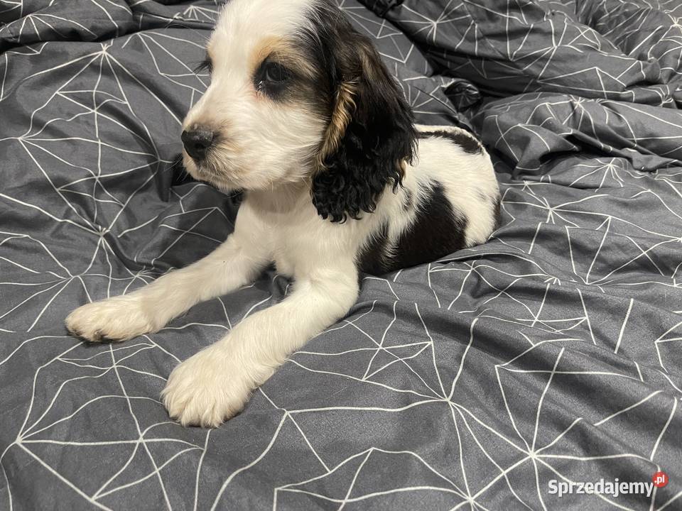 Cocker Spaniel Angielski mazowieckie Wyśmierzyce